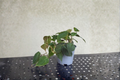 Money Tree Pachira Aquatica - Fully Rooted Starter Live Plant