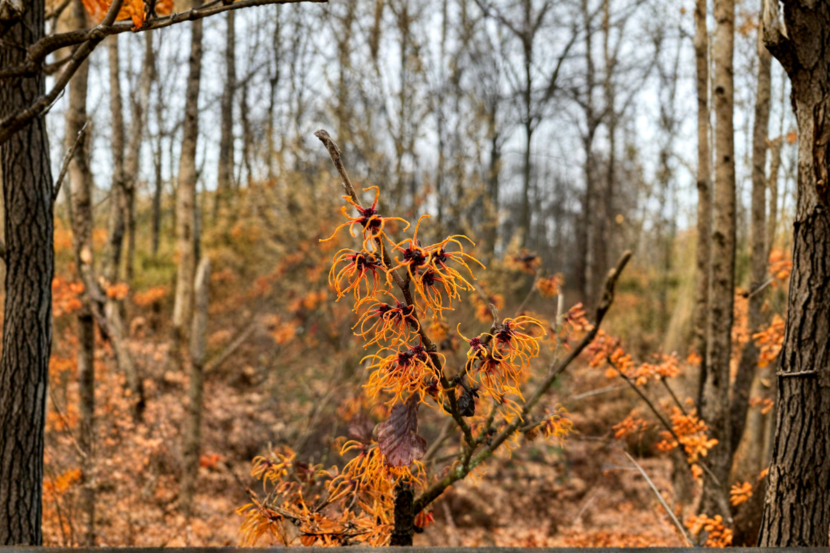 Brandis Witch Hazel Live Plant - Hamamelis x intermedia 'Brandis' 12-Inch 1-Year Graft