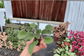 Sunset Kiss African Violet Starter Plants (2) – Streptocarpus ionanthus ‘Sunset Kiss’