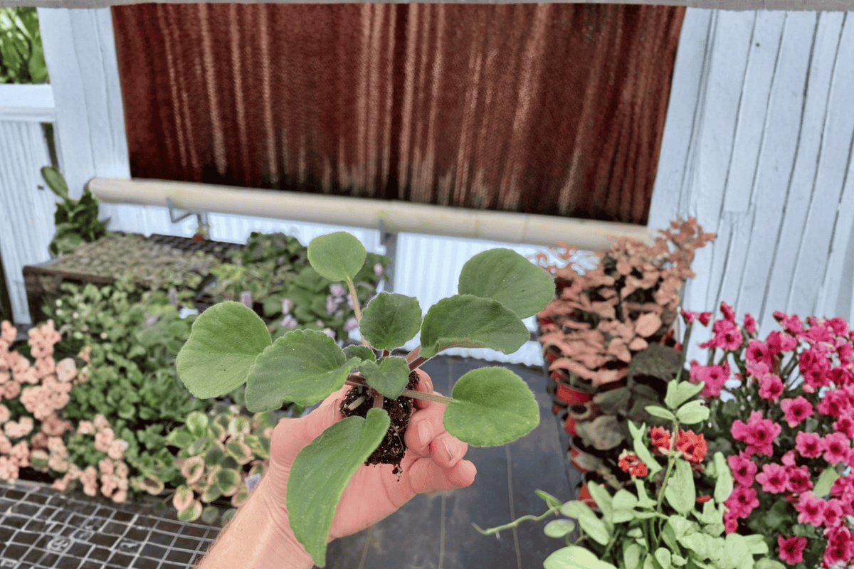 Sunset Kiss African Violet Starter Plants (2) – Streptocarpus ionanthus ‘Sunset Kiss’