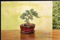 Juniper Bonsai Tree Procumbens Nana — 3-Inch Pot, Outdoor Starter Plant