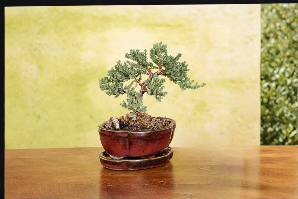 Juniper Bonsai Tree Procumbens Nana — 3-Inch Pot, Outdoor Starter Plant