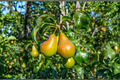 Pineapple Pear Tree - Pyrus communis ‘Pineapple’ 4–6 ft Live Fruit Tree