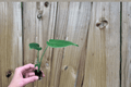 Monstera deliciosa Starter Plants – 2 Bare-Root Monstera Swiss Cheese Plant | 2-Inch Pots