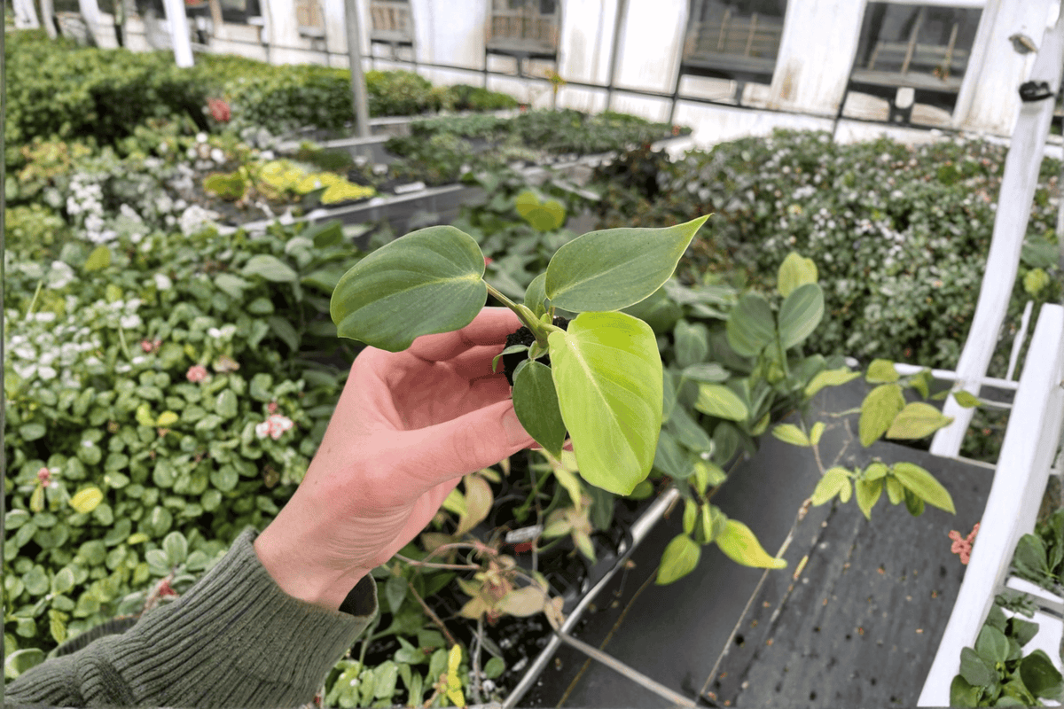 Philodendron Dean McDowell Live Starter Plants – 2 Pack (2-Inch Starter Format)