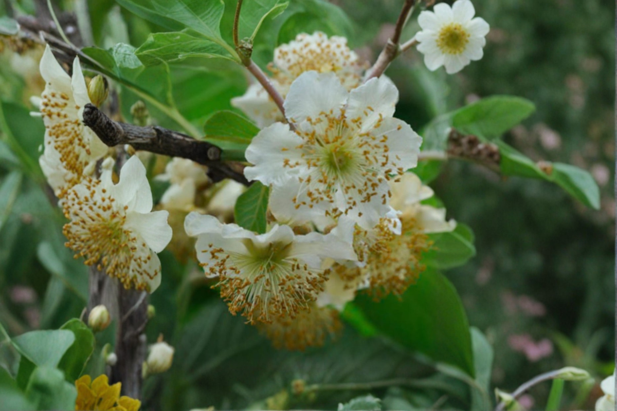 Male Fuzzy Kiwi Vine Actinidia deliciosa - 1 Gallon Pollinator Climbing Vine
