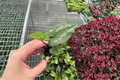 Asarum splendens 'Quicksilver' Starter Plants (2) Bare Root - Chinese Wild Ginger