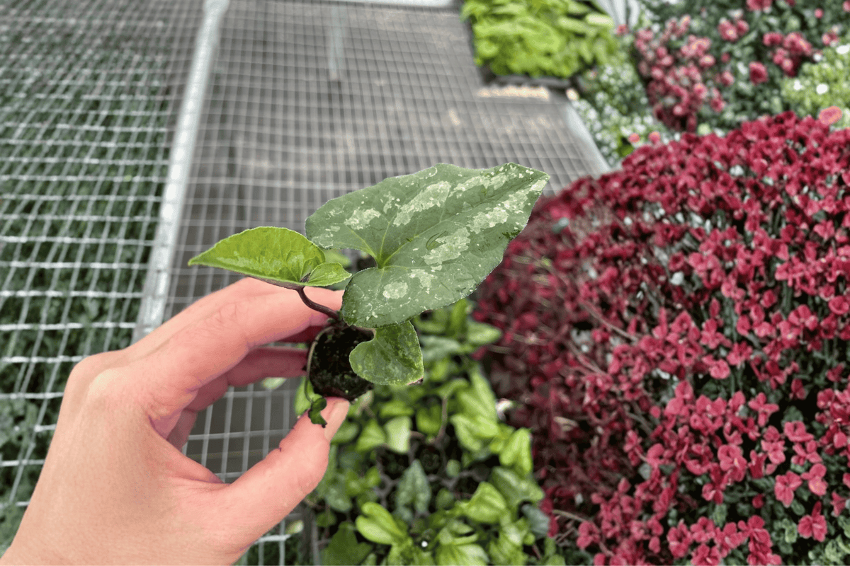 Asarum splendens 'Quicksilver' Starter Plants (2) Bare Root - Chinese Wild Ginger