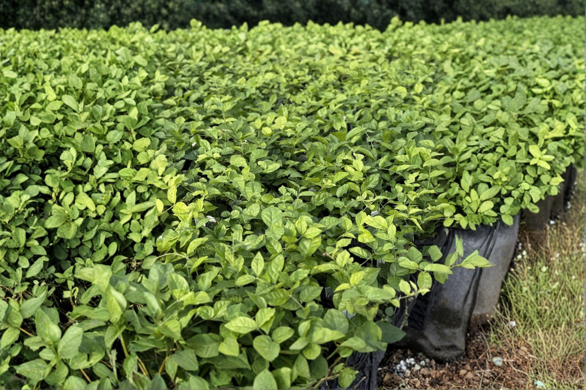 Arabian Jasmine (Jasminum sambac) Live Plant in 6-Inch Pot – White Flowers