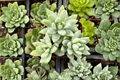 Blue Burrito Sedeveria - 1 Live Plant in 3.5-Inch Pot | Sedeveria 'Blue Burrito'