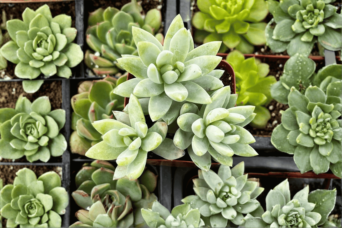 Blue Burrito Sedeveria - 1 Live Plant in 3.5-Inch Pot | Sedeveria 'Blue Burrito'