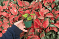 Peperomia Hope Starter Plants (2) – Bare Root, Live Peperomia Hope Roots