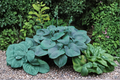Halcyon Hosta - 3-Inch Pot Blue Foliage Starter Plant