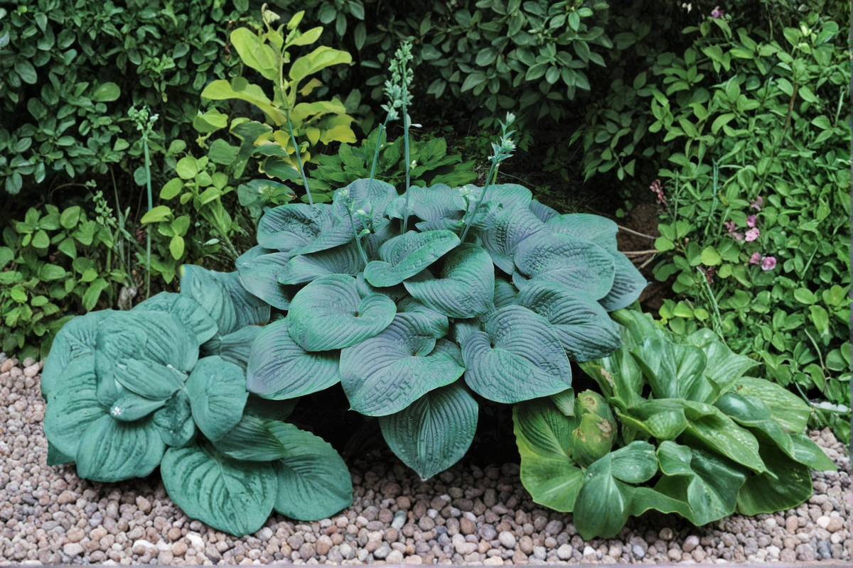 Halcyon Hosta - 3-Inch Pot Blue Foliage Starter Plant