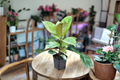 Ficus Shivereana Moonshine Variegated Rubber Plant - Starter Live Plant