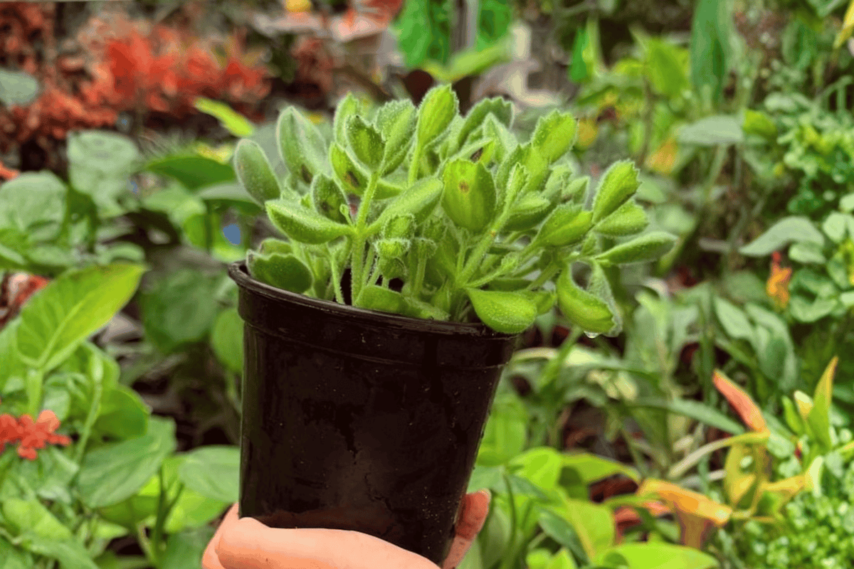 Variegated Bear Paw Cotyledon – 2 Live Plants in 4" Pots