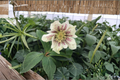 Hellebore Confetti Cake (Helleborus x hybridus) – Established Gal-Size Plant, Lenten Rose, Partial to Full Shade