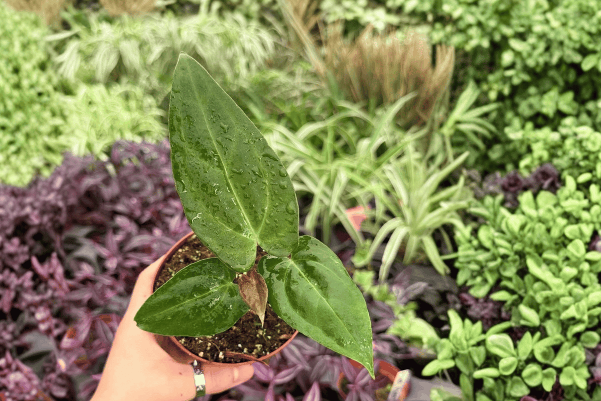 Anthurium FS x Ferrari (Fort Sherman x Ferrari) - 2 Live Plants, Exact Specimens, 4" Pot