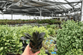 ZZ Black Queen 2 Live Plants in 4-Inch Pots | Zamioculcas zamiifolia ‘Black Queen’