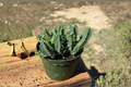 Life Saver Cactus Huernia Zebrina - 4 Inch Pot Live Succulent