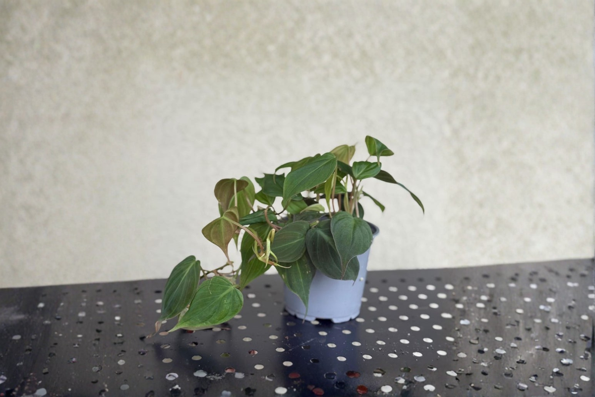 Philodendron Micans Live Plant - Velvet Leaf Trailing Philodendron in 4 Inch Pot