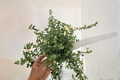 Foxley Thyme Live Plants - 2 Organic Variegated Thyme Starter Plants (2 in each)