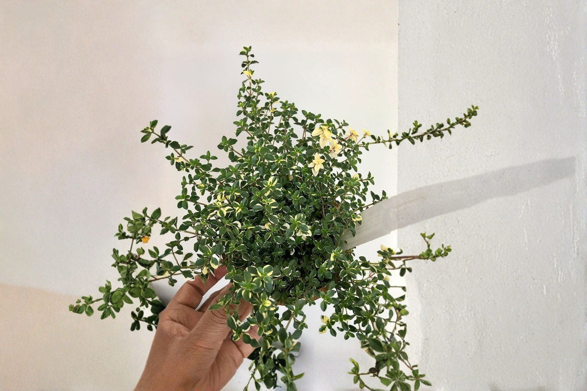 Foxley Thyme Live Plants - 2 Organic Variegated Thyme Starter Plants (2 in each)