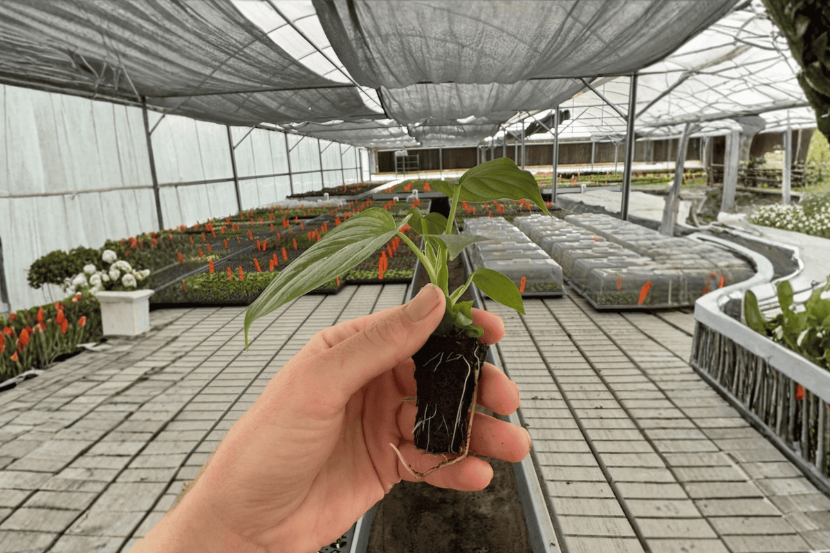 Philodendron Pastazanum Silver Cloud Starter Plants (2) – 2-Inch Pot Size, Fully Established Roots