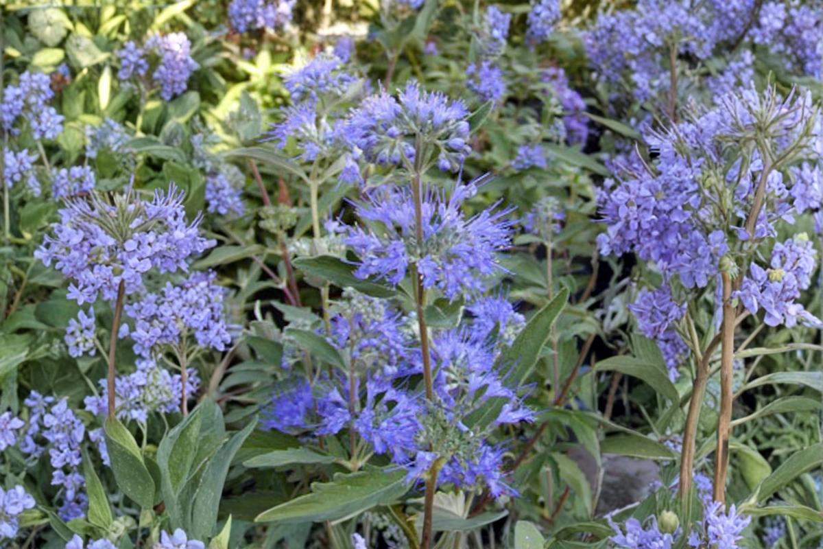 Caryopteris Longwood Blue Live Plant - 4 Inch Pot Bluebeard Shrub