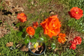 Marina Floribunda Rose 5 Gal Live Plant - Salmon Orange Everblooming Floribunda Shrub