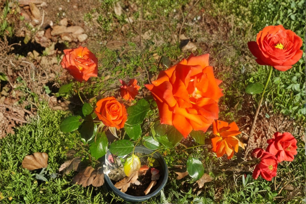 Marina Floribunda Rose 5 Gal Live Plant - Salmon Orange Everblooming Floribunda Shrub