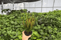 Croton Picasso’s Paintbrush (2 Live Plants) in 4-Inch Pots – Codiaeum variegatum ‘Picasso’s Paintbrush’