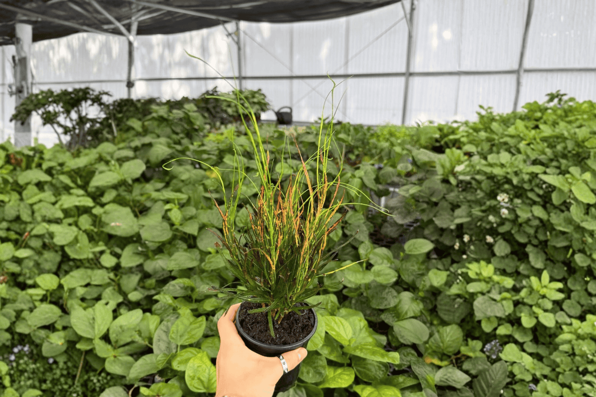 Croton Picasso’s Paintbrush (2 Live Plants) in 4-Inch Pots – Codiaeum variegatum ‘Picasso’s Paintbrush’