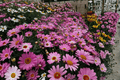 Grandaisy Pink Halo Marguerite Daisy - 1 Live Plant in 4-Inch Pot (Argyranthemum)