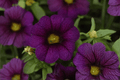 Calibrachoa MiniFamous Neo Dark Blue (Kleca17399) 4-Inch Live Plant