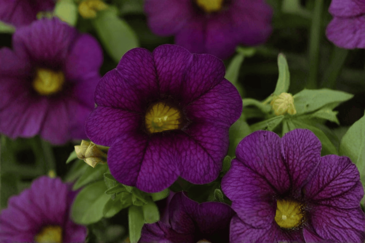 Calibrachoa MiniFamous Neo Dark Blue (Kleca17399) 4-Inch Live Plant