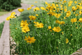 Jethro Tull Fluted Tickseed Coreopsis (1 Gallon) Live Plant