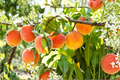 Hale Haven Peach Tree 4–6 Ft Live Plant | Prunus persica – Self-Fertile, Full Sun