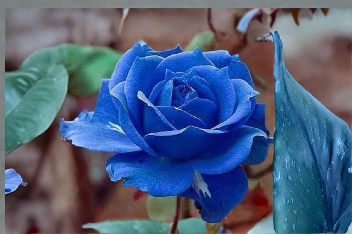 Midnight Blue Rose Seeds - 20 Fragrant Purple-Blue Cut Flower Seeds for Indoor or Outdoor Growing