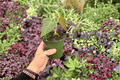 Anthurium Subsignatum x Regale Hybrid - 2 Live 4-Inch Pots
