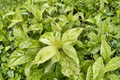 Variegated Hydrangea Yuki Gessho – 1 Gallon Live Plant (Hydrangea paniculata) White Blooms