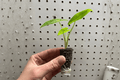 Alocasia Lutea Starter Plants (2) – Alocasia macrorrhizos ‘Lutea’