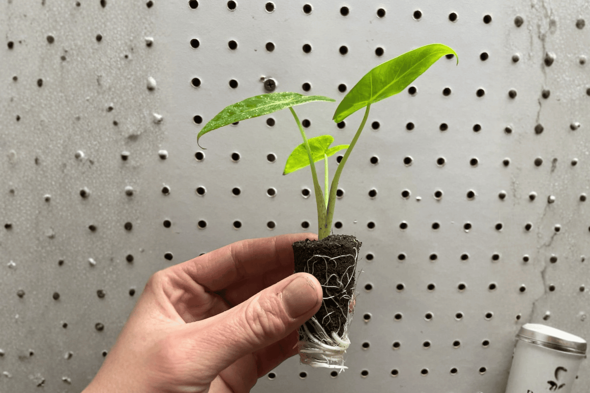 Alocasia Lutea Starter Plants (2) – Alocasia macrorrhizos ‘Lutea’