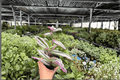 Tradescantia Nanouk - 2 Live Plants in 4-Inch Pots (Potted)