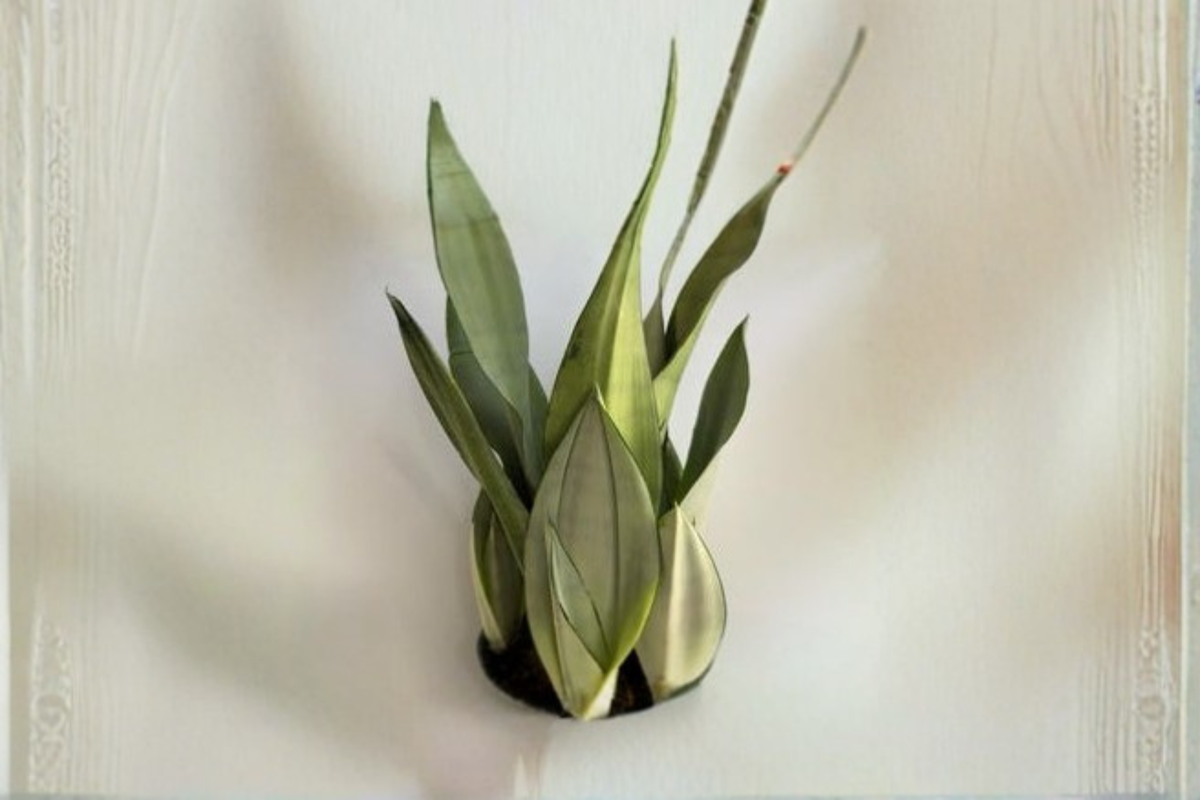 Sansevieria Moonshine Snake Plant 4-Inch Rooted Starter | Dracaena trifasciata ‘Moonshine’