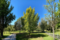 Golden Dawn Redwood Ogon Metasequoia glyptostroboides - 10" Grafted Live Tree