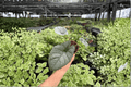 Alocasia Reginae Live Plants (2) in 4-Inch Pots | Alocasia reginae
