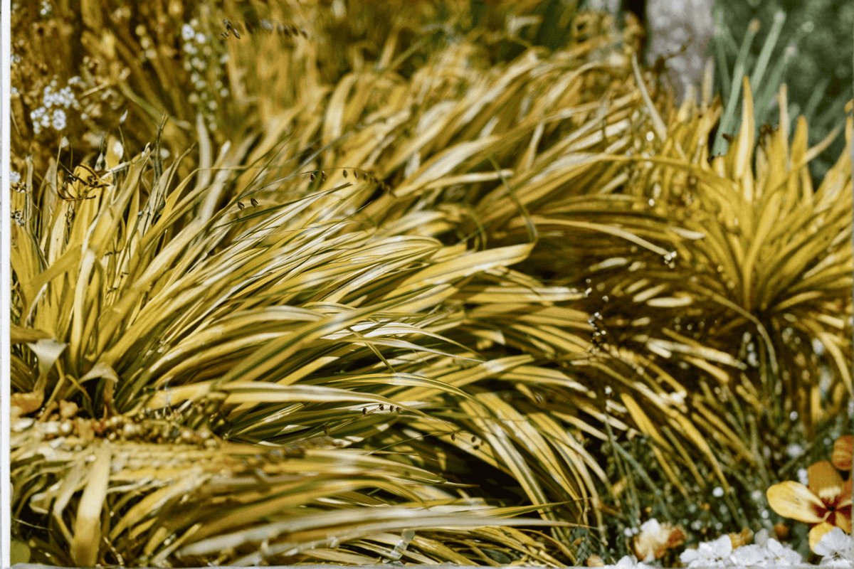 Golden Variegated Sweet Flag Acorus gramineus 'Ogon' - 4-Inch Live Plant