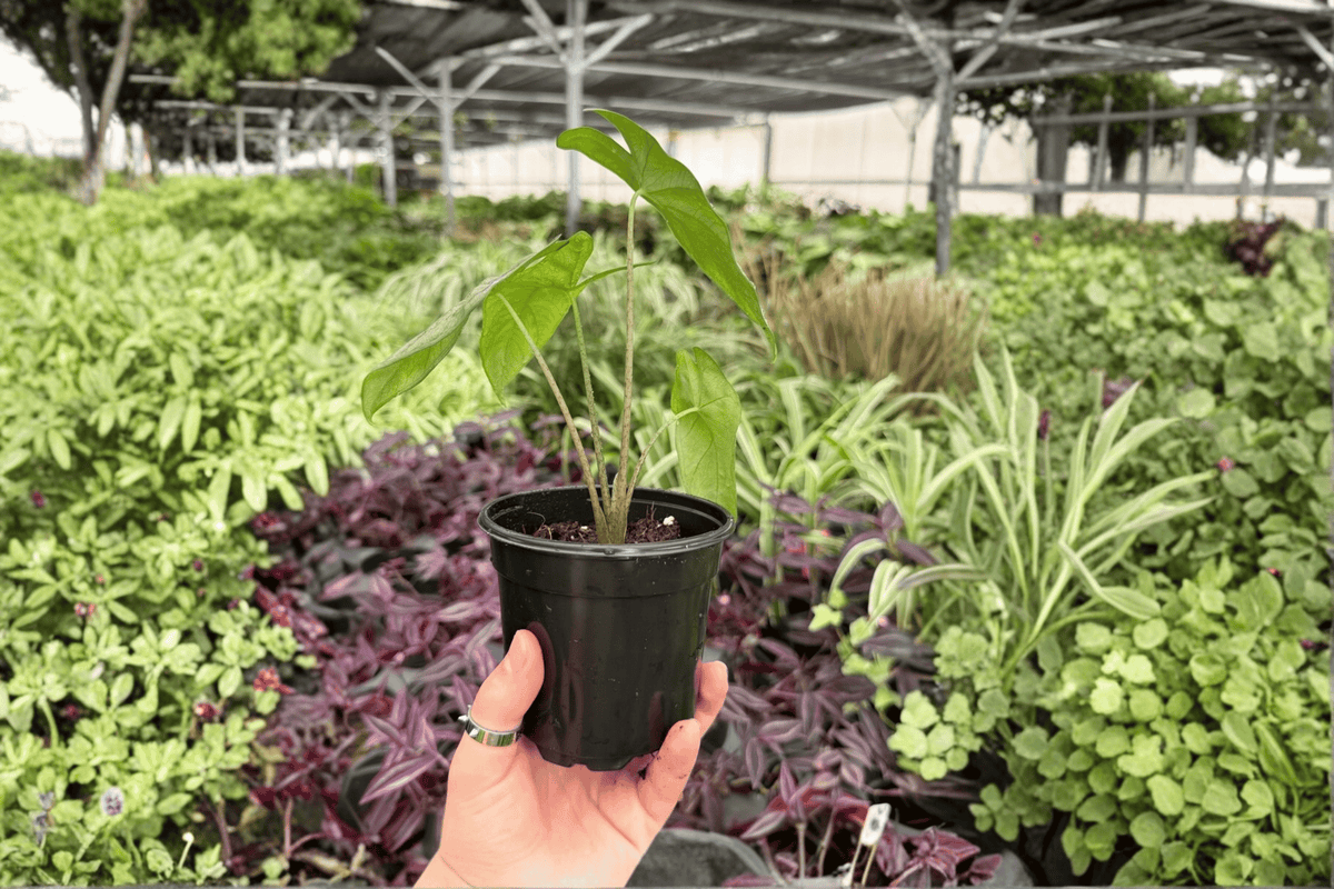 Alocasia Corazon Live Plants - 4-Inch Pots (2-Pack)