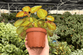 Begonia Manaus 2 Live Plants in 4-Inch Pots | Manaus Begonia